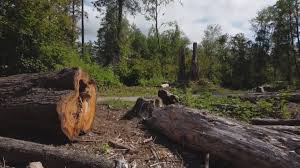 Reliable Moorefield, WV Tree Care Solutions